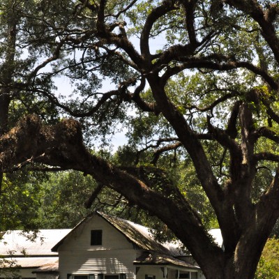 live oak over traditional house